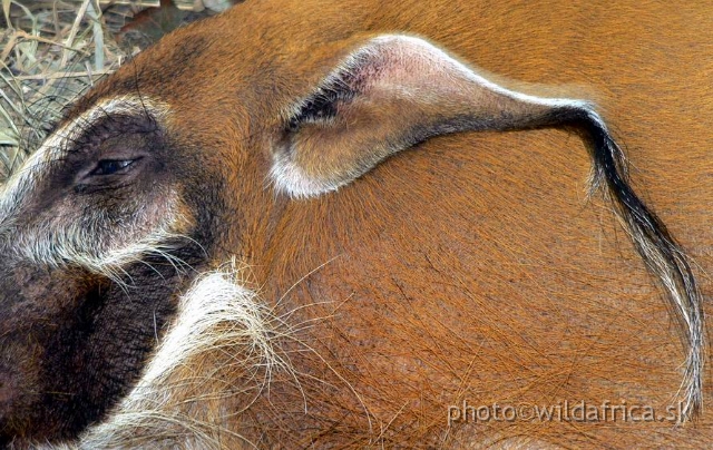 congo exp 2 h.jpg - Red River Hog.